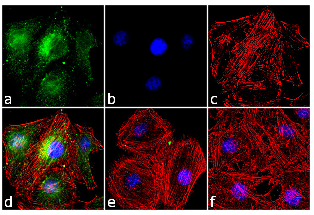 Immunocytochemistry/ Immunofluorescence - Anti-Cdc25A (phospho S18) antibody [RP23040112] (AB313439), expandable thumbnail