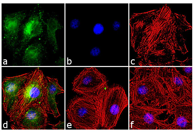 Immunocytochemistry/ Immunofluorescence - Anti-Cdc25A (phospho S18) antibody [RP23040112] (AB313439)