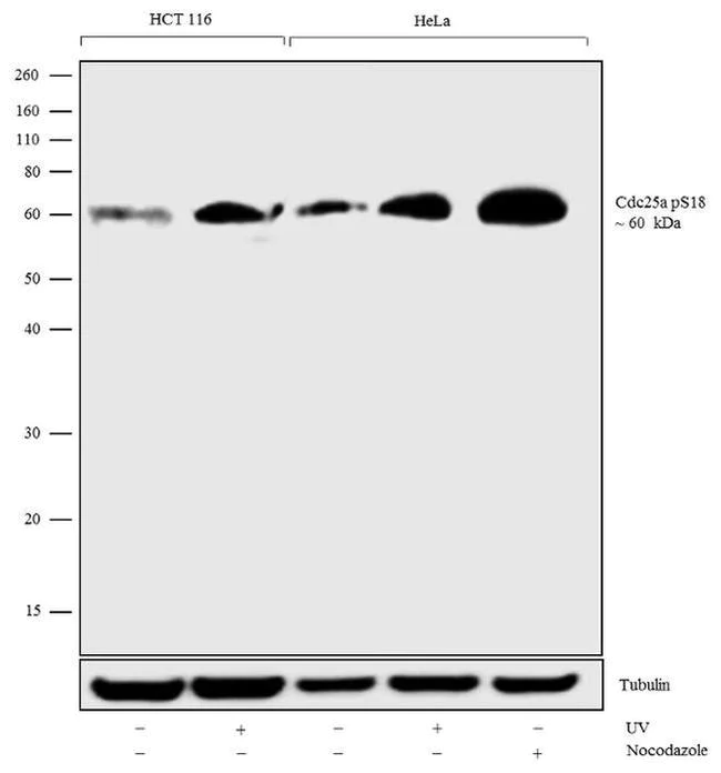 Western blot - Anti-Cdc25A (phospho S18) antibody [RP23040112] (AB313439)