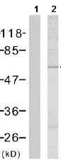 Western blot - Anti-Cdc25A (phospho S76) antibody (AB75743)