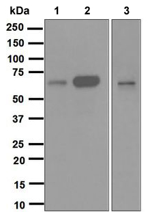 Western blot - Anti-Cdc25B antibody [EPR3459(2)] (AB124819)