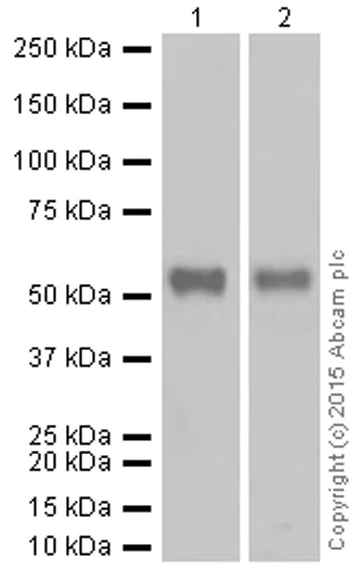 Western blot - Anti-Cdc25C antibody [E302] (AB32444)