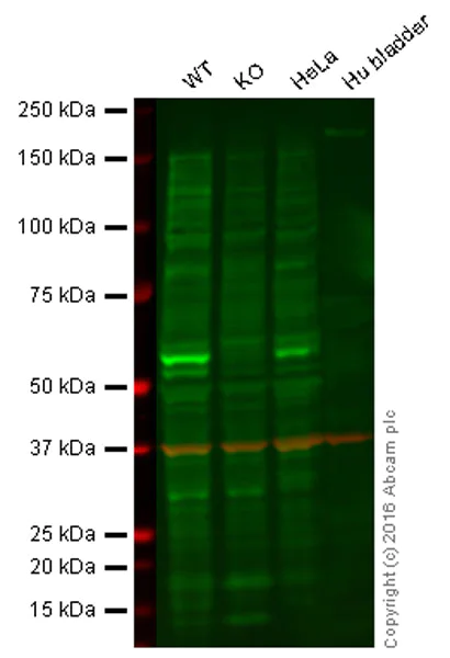 Western blot - Anti-Cdc25C antibody [E302] (AB32444)