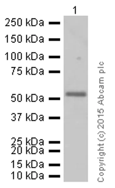 Western blot - Anti-Cdc25C antibody [E302] (AB32444)
