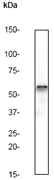 Western blot - Anti-Cdc25C antibody [E302] (AB32444)