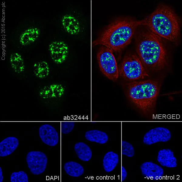 Immunocytochemistry/ Immunofluorescence - Anti-Cdc25C antibody [E302] - BSA and Azide free (AB232553)