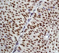 Immunohistochemistry (Formalin/PFA-fixed paraffin-embedded sections) - Anti-Cdc25C antibody [E302] - BSA and Azide free (AB232553)