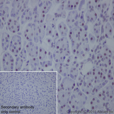 Immunohistochemistry (Formalin/PFA-fixed paraffin-embedded sections) - Anti-Cdc25C antibody [E302] - BSA and Azide free (AB232553)
