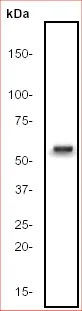 Western blot - Anti-Cdc25C antibody [E303] (AB32050)
