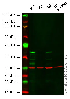 Western blot - Anti-Cdc25C antibody [E303] (AB32050)