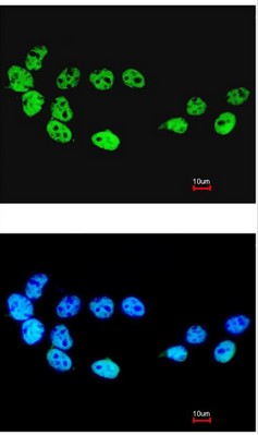 Immunocytochemistry/ Immunofluorescence - Anti-Cdc26 / Apc12 antibody (AB96346), expandable thumbnail