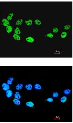 Immunocytochemistry/ Immunofluorescence - Anti-Cdc26 / Apc12 antibody (AB96346)