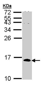 Western blot - Anti-Cdc26 / Apc12 antibody (AB96346)