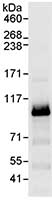 Immunoprecipitation - Anti-Cdc27 antibody (AB72214)