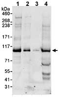 Western blot - Anti-Cdc27 antibody (AB72214)