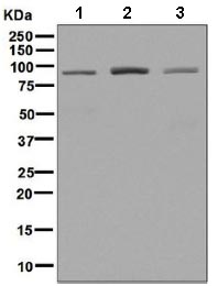 Western blot - Anti-Cdc27 antibody [EPR7798] - BSA and Azide free (AB248290), expandable thumbnail