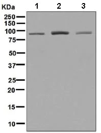 Western blot - Anti-Cdc27 antibody [EPR7798] - BSA and Azide free (AB248290)