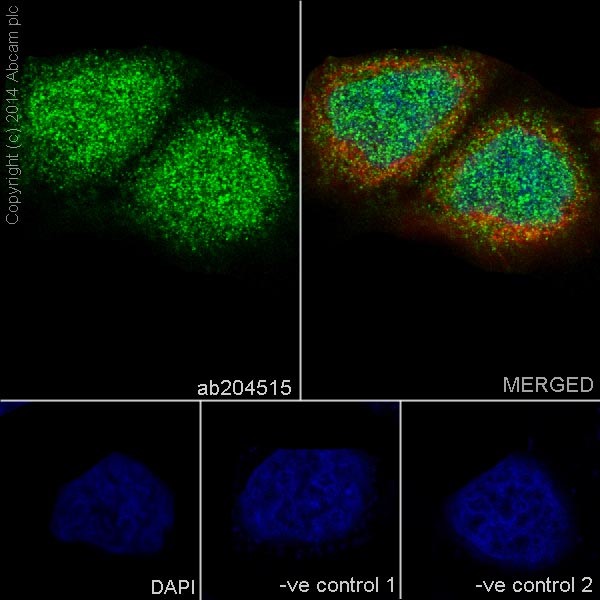 Immunocytochemistry/ Immunofluorescence - Anti-Cdc34 antibody [EPR16808] - BSA and Azide free (ab251415), expandable thumbnail