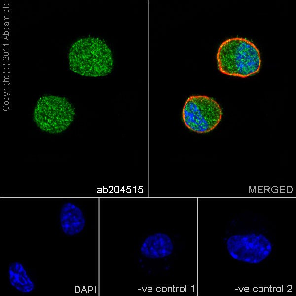 Immunocytochemistry/ Immunofluorescence - Anti-Cdc34 antibody [EPR16808] - BSA and Azide free (AB251415), expandable thumbnail