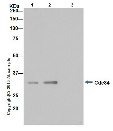 Immunoprecipitation - Anti-Cdc34 antibody [EPR16808] - BSA and Azide free (ab251415), expandable thumbnail