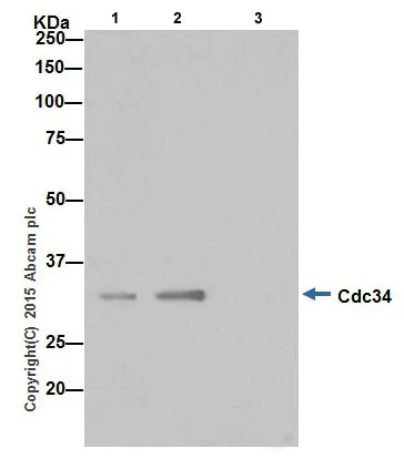 Immunoprecipitation - Anti-Cdc34 antibody [EPR16808] - BSA and Azide free (AB251415)