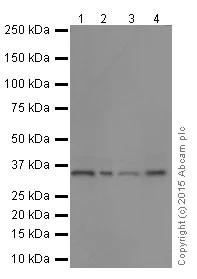 Western blot - Anti-Cdc34 antibody [EPR16808] - BSA and Azide free (AB251415)
