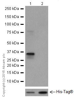 Western blot - Anti-Cdc34 antibody [EPR16808] - BSA and Azide free (AB251415), expandable thumbnail