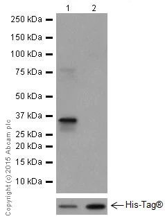 Western blot - Anti-Cdc34 antibody [EPR16808] - BSA and Azide free (AB251415)