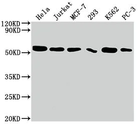 Western blot - Anti-Cdc37 antibody [10C3] (AB288379)