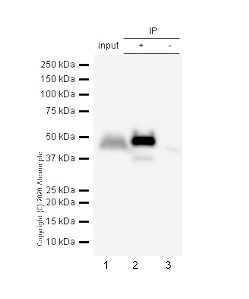 Immunoprecipitation - Anti-Cdc37 antibody [EPR4934] (AB109419)