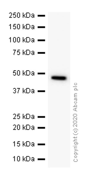 Western blot - Anti-Cdc37 antibody [EPR4934] (AB109419)