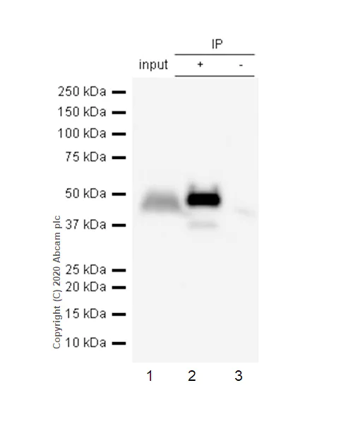 Immunoprecipitation - Anti-Cdc37 antibody [EPR4934] - BSA and Azide free (AB247853)