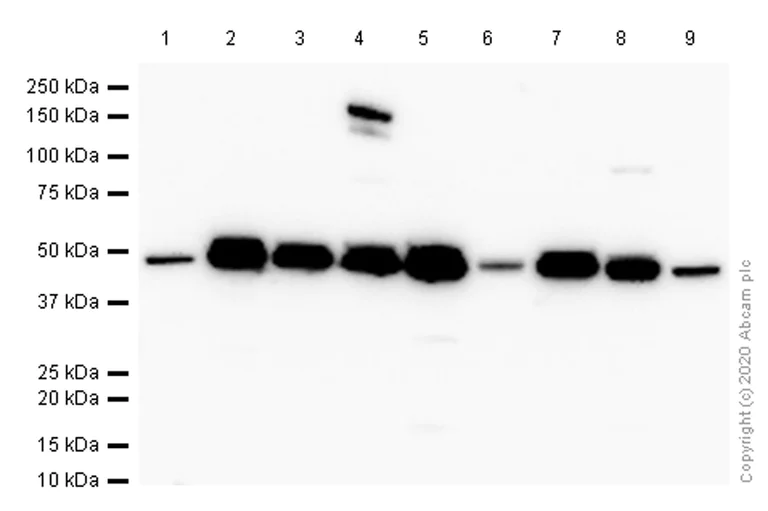 Western blot - Anti-Cdc37 antibody [EPR4934] - BSA and Azide free (AB247853)