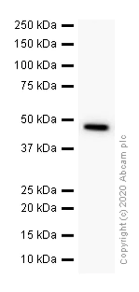 Western blot - Anti-Cdc37 antibody [EPR4934] - BSA and Azide free (AB247853)