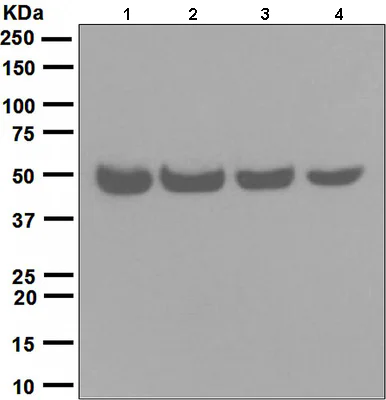 Western blot - Anti-Cdc37 antibody [EPR4935] - BSA and Azide free (AB226022)