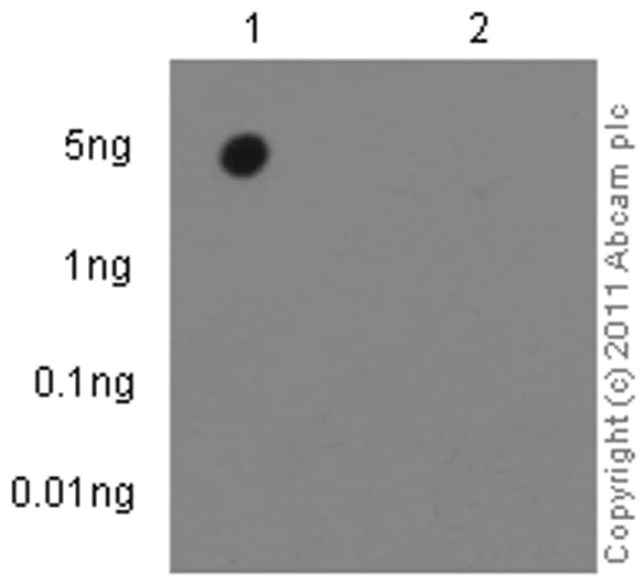 Dot Blot - Anti-Cdc37 (phospho S13) antibody [EPR4879] (AB108360)