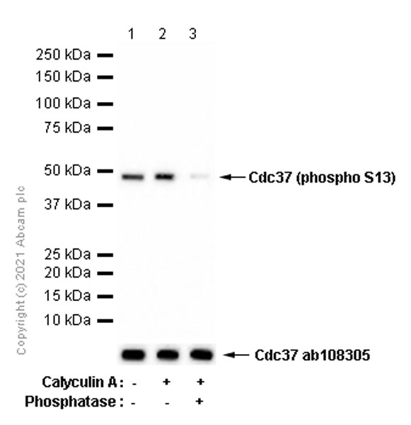 Western blot - Anti-Cdc37 (phospho S13) antibody [EPR4879] (AB108360)