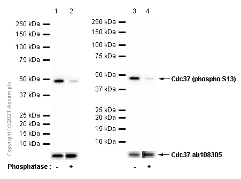 Western blot - Anti-Cdc37 (phospho S13) antibody [EPR4879] (AB108360)