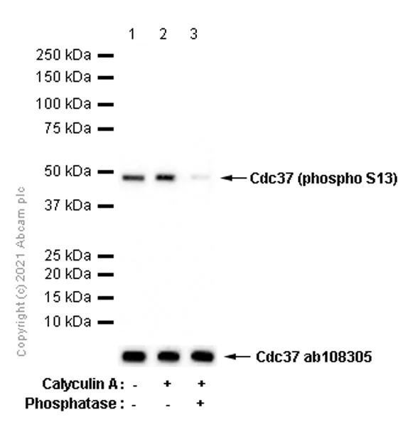 Western blot - Anti-Cdc37 (phospho S13) antibody [EPR4879] - BSA and Azide free (AB226030)