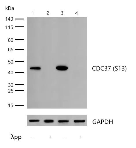Western blot - Anti-Cdc37 (phospho S13) antibody [SD08-50] (AB326632)