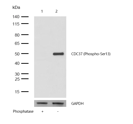 Western blot - Anti-CdC37 (phospho S13) antibody [SR1889] (AB326655)