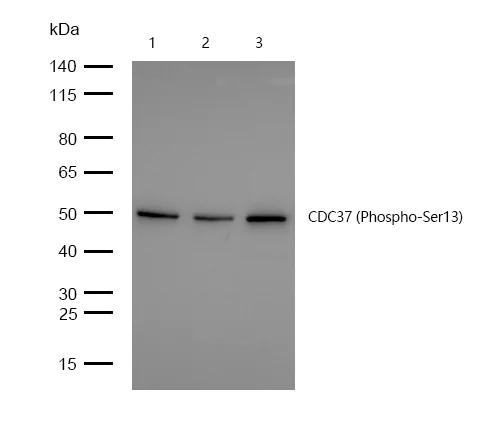 Western blot - Anti-CdC37 (phospho S13) antibody [SR1889] (AB326655)
