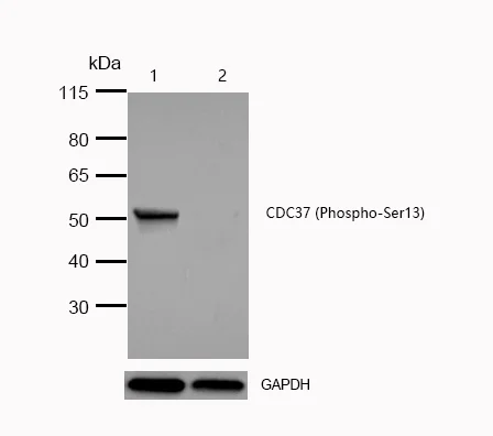 Western blot - Anti-CdC37 (phospho S13) antibody [SR1889] (AB326655)