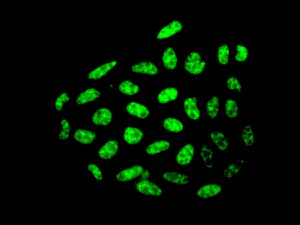 Immunocytochemistry/ Immunofluorescence - Anti-CDC40 antibody [EPR12539] (AB175924)