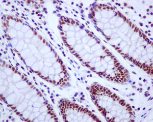Immunohistochemistry (Formalin/PFA-fixed paraffin-embedded sections) - Anti-CDC40 antibody [EPR12539] (AB175924)