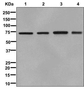 Western blot - Anti-CDC40 antibody [EPR12539] (AB175924)