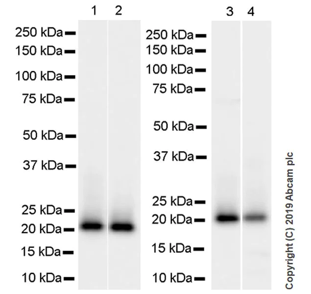 Western blot - Anti-CDC42 antibody [28-10] (AB255897)