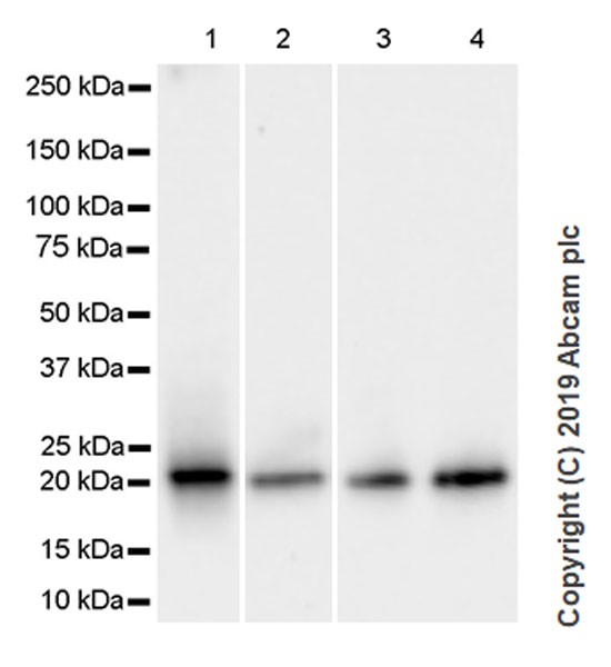 Western blot - Anti-CDC42 antibody [28-10] (AB255897)