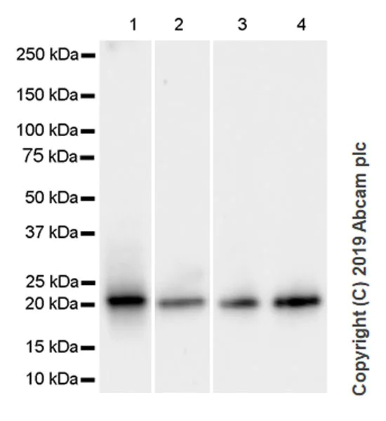 Western blot - Anti-CDC42 antibody [28-10] (AB255897)
