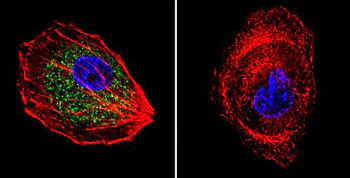 Immunocytochemistry/ Immunofluorescence - Anti-CDC42 antibody (AB155940)